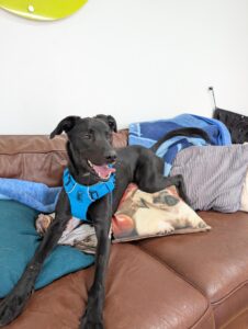 Pet Image